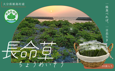 姫島村産 長命草 ペースト 1箱(30袋入り) P1