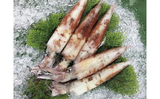 126.刺身用　白イカ※2025年5月下旬～9月上旬頃に順次発送予定※着日指定不可