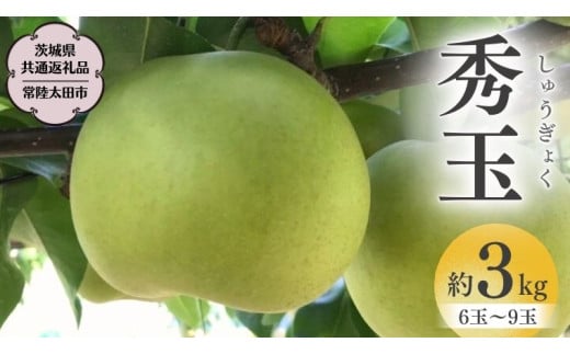 【2025年9月上旬発送開始】茨城県産 『幻の 梨 』 秀玉 約 3kg 6玉 ～ 9玉 【茨城県共通返礼品／常陸太田市】桧山果樹園 農家直送 桧山果樹園 農家直送 フルーツ  甘い 直送 茨城 限定 ギフト 梨 秀玉 しゅうぎょく 果物 [DU005sa]