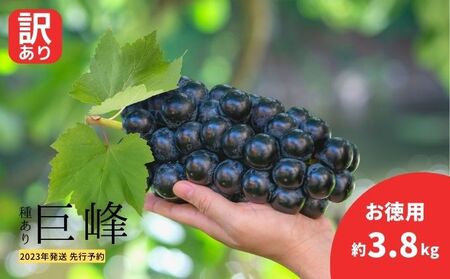 2024年発送 先行予約 訳あり 種あり巨峰 約3.8kg（9～13房）