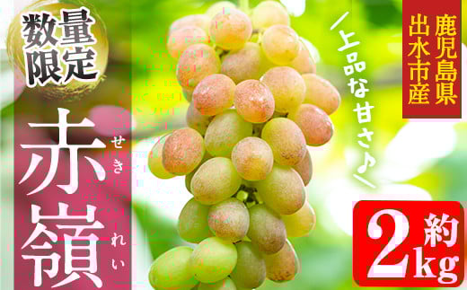 i348 ≪数量・期間限定≫赤嶺(セキレイ) (計約2kg) ぶどう グレープ 果物 くだもの フルーツ 葡萄 旬 糖度 上品な甘さ 歯ごたえ 冷蔵 【山門ぶどう園】