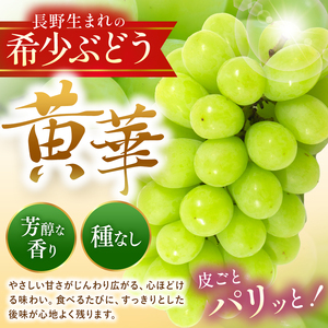 【先行受付】松本生まれの品種 ぶどう 黄華 (おうか) 2房 約1kg｜黄華 長野県 信州 松本市 松本原産 松本発祥 果物 ぶどう マスカット フルーツ ブドウ 甘い 葡萄 種無し 新鮮 信州産 先