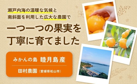 【12月上旬頃より発送】 予約 販売 愛果28号 約2.5kg 家庭用 みかん 柑橘 果物 フルーツ 松山市 愛媛県 【TMN105_x】