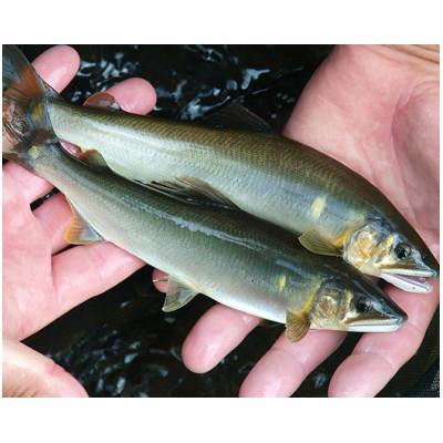 ふるさと納税 津和野町 【CAS冷凍】スイカの香りと美味しさを閉じ込めた清流・高津川の天然鮎3尾/袋×3(約450g)