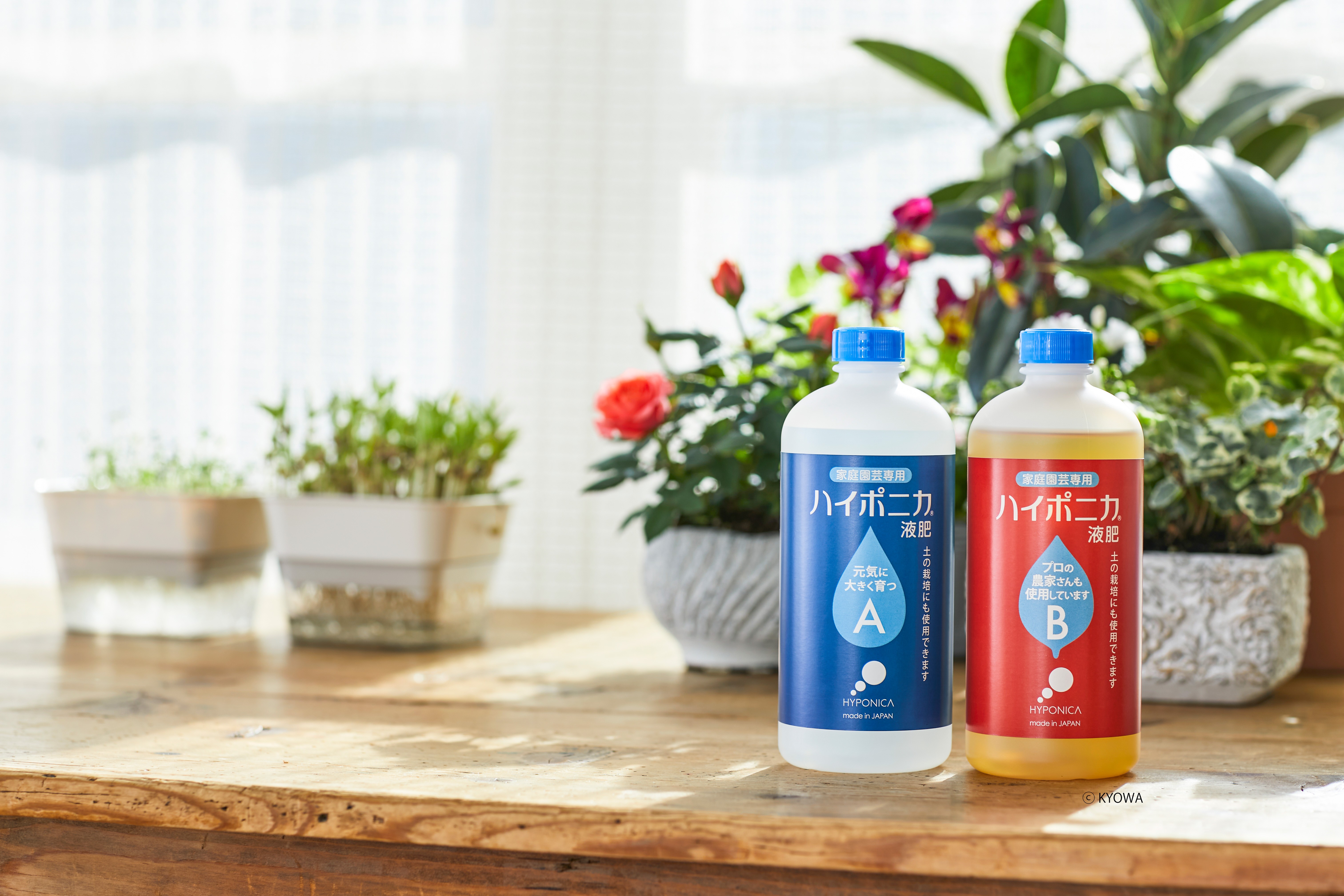 
                  ハイポニカ液体肥料500ml〈水耕栽培専用〉2液式 A液B液セット 植物栽培 家庭菜園 園芸用品 希釈タイプ 兵庫県丹波篠山市
                