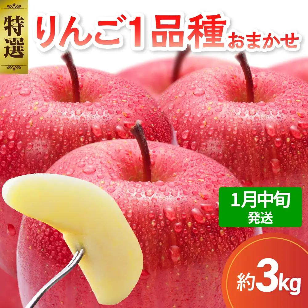 【2027年1月中旬発送】【特選】 りんご 約3kg おまかせ1品種 青森産 りんご