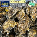 【ふるさと納税】＼12/2まで！／【予約：2024年11月上旬から順次発送】サロマ湖湯通し1年 活貝牡蠣3キロ ( カキ 魚介類 期間限定 3kg )