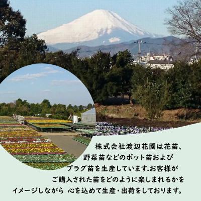 ふるさと納税 藤沢市 【生産農場直送】パンジー おまかせ 48ポット |  | 01