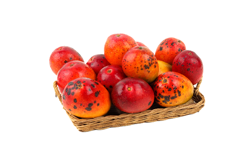 【9月・数量限定企画】【2026年発送】生産者応援！！訳ありだが美味しい完熟アップルマンゴー約5kg　農園直送！ 訳アリ 先行予約 沖縄 甘味 糖度 濃厚 美味しい お取り寄せ おいしい ふるさと納税