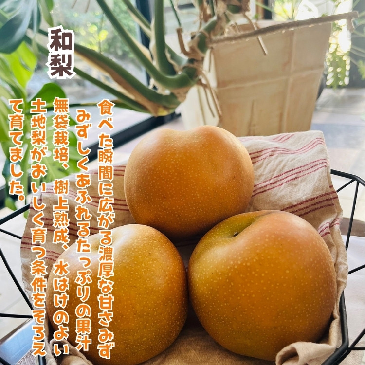 ［先行予約・2026年発送］朝採れ完熟シャインマスカットと和梨 贅沢セット 約3kg