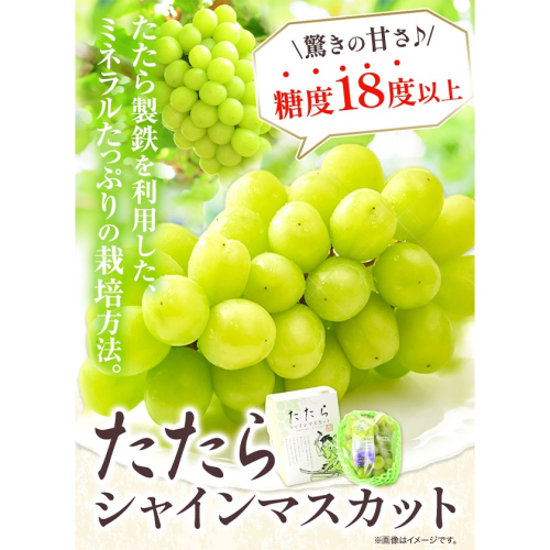 【令和6年度産先行予約】 マスカット シャインマスカット 2房（1房約650g） たたらみねらるシャインマスカット ギフト 糖度18度以上 フルーツ 種無し ぶどう 葡 Y&G．ディストリビューター 
