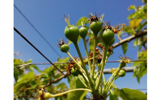 信州長野県産　超甘い 南水梨をお届けします