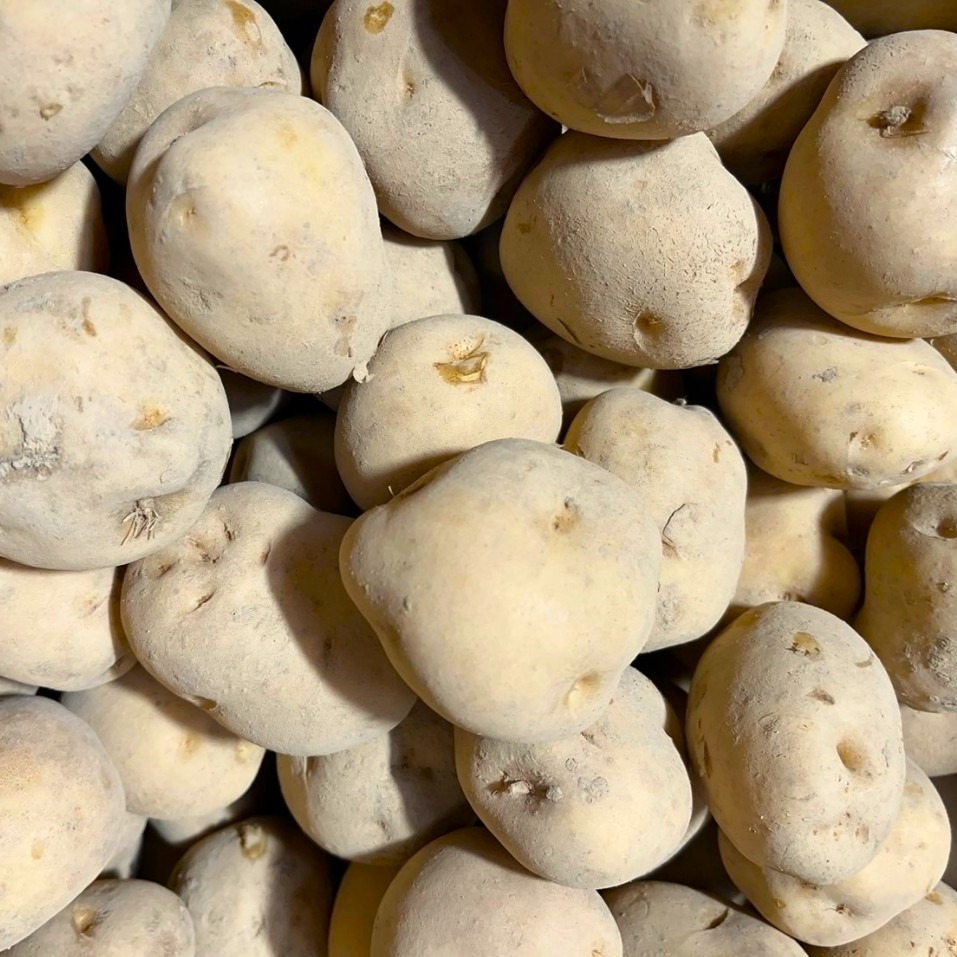 【2026年10下旬から順次発送】【令和8年産】北海道 せたな町産 男爵 10kg 男爵いも 芋 新じゃが じゃがいも 野菜 ふるさと納税