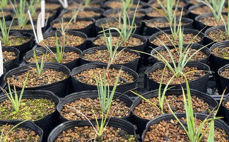 ユッカ リギダ ＆ サンセベリア ボンセレンシスドワーフ 各1株 Yucca rigida ＆ sansevieria boncellensis dwarf 長与町/アグリューム　[EAI220]