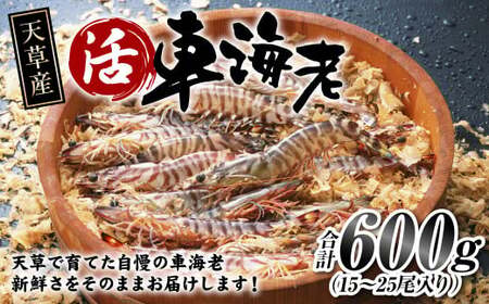 【配送指定日必須】天草産 活車海老 600g（15～25尾入り）【発送期間2026年11月6日～2027年3月31日】活き海老 刺身 車エビ えび 活き車海老 車えび 