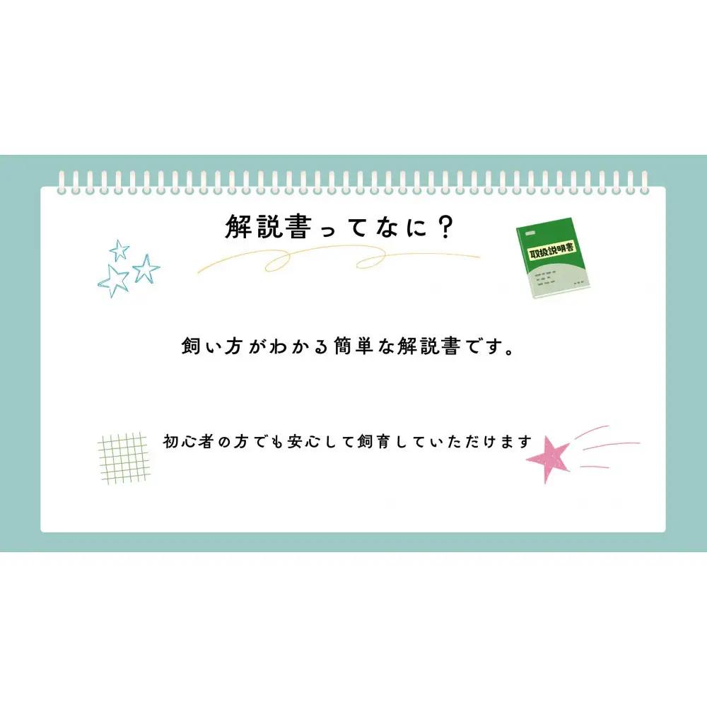 【虹色Farm】ヘラクレスオオカブト 幼虫2匹(ペア)飼育キット3点付(育て方解説書・菌床マット・人工蛹室)｜京都 ヘラクレス 人気