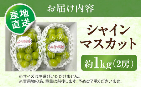 【先行予約】シャインマスカット 秀品 2房 約1kg ＜2026年8月下旬から発送開始＞ ／ シャインマスカット 大人気 愛媛県 美味しい 人気 皮ごと 葡萄 ブドウ 愛媛県産 内子町産 新鮮 旬 フ