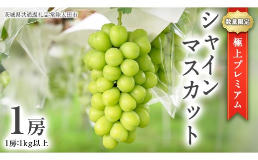 
                  極上 プレミアム シャインマスカット １房 ( １房 1kg 以上) 数量限定 【茨城県共通返礼品／常陸太田市】 先行予約 マスカット 特大 贈答用 ギフト プレゼント フルーツ くだもの 果物  果実 ぶどう ブドウ 葡萄 茨城県 [DU022sa]
                