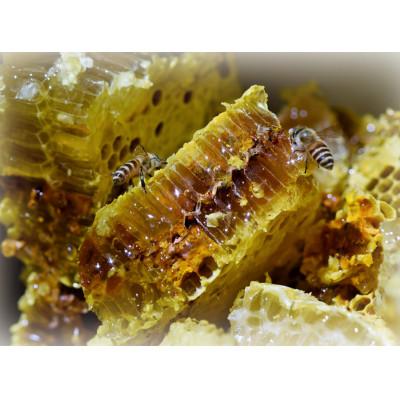 ふるさと納税 南部町 青森県南部町 日本ミツバチのはちみつ 希少な百花舞蜜(絞り蜜) 1,100g |  | 01