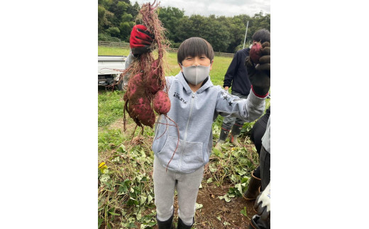 生芋　20kg　S～Lサイズ混合　2箱 いも長 | さつまいも いも 生いも 紅はるか 国産　※離島への配送不可　※2024年1月中旬頃より順次発送予定