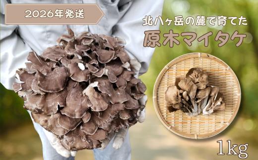 北八ヶ岳の麓で育てた　原木マイタケ　約１kg [SMZK-101]