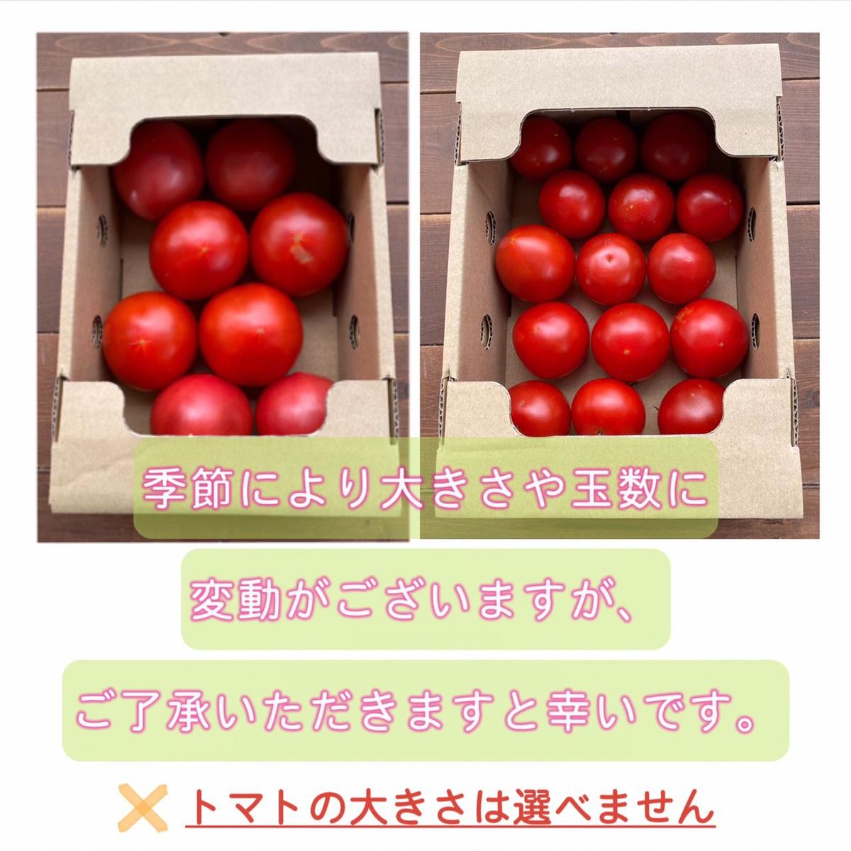 【2026年度予約分】【お試し】たった3ヶ月しか食べられない　幻のファーストトマト 約700g　長田農園 産地直送 トマト とまと 野菜 やさい フルーツ サラダ 濃厚 甘い ご褒美 プレゼント 美容