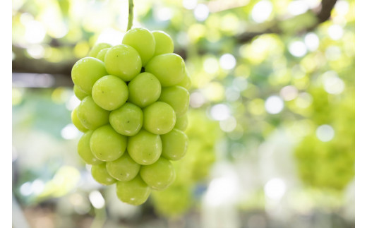 【2026年発送★先行予約】クール便 シャインマスカット 1.2㎏以上　106-013-26y