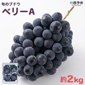 ＜旬のブドウ「ベリーA」約2kg＞ 果物 フルーツ ぶどう 葡萄 甘い おいしい 期間限定 季節限定 食べて応援 特産品 愛媛県 西予市【冷蔵】『2026年8月中旬から9月上旬迄に順次出荷予定』URK0001