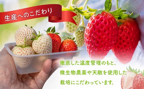 《2025年発送》【期間・数量限定】宮崎完熟紅白苺12