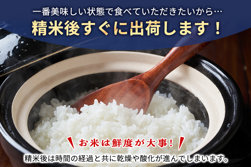お米 令和7年度産静岡産にこまる精米5kg×2 米 コメ にこまる 精米 白米 袋井市 静岡県