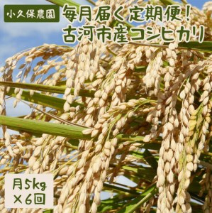 【令和5年産新米】毎月届く定期便！古河市産コシヒカリ5kg×6回【小久保農園】米/頒布会/分割配送/こしひかり/30kg
