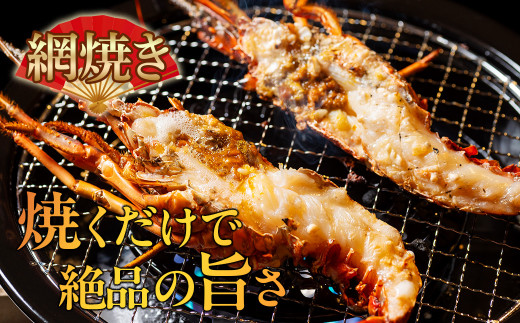 （冷蔵） 伊勢志摩産 活伊勢海老 ２尾入 約500g ／ 丸池 伊勢えび イセエビ 海の幸 三重県 南伊勢町