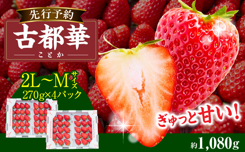 
            【2026年4月～5月発送】高級いちご「古都華」4パック（小さいサイズ）　 先行予約 ことか 甘い 糖度 濃い 濃厚 果汁 香り 朝摘み いちご イチゴ 苺 フルーツ 果物 くだもの ご褒美 ごほうび 贈答 贈り物 ギフト プレゼント 冷蔵 奈良県 生駒市 送料無料
          