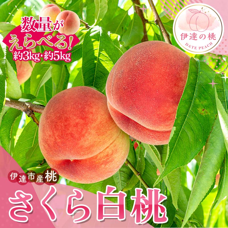 【ふるさと納税】＼選べる容量／【2026年出荷分先行予約】福島県産 さくら白桃 約3kg 約5kg サトー農園 大玉 固め 白桃 伊達の桃 桃 フルーツ 果物 もも モモ momo F20C-836var