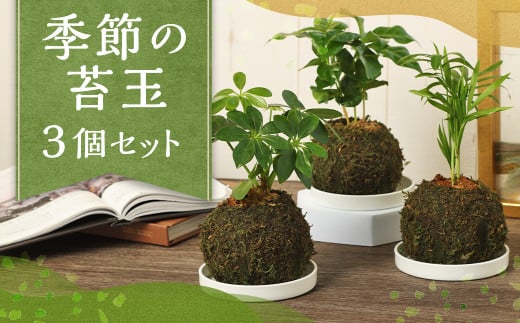 季節の苔玉 3個セット 観葉植物 苔玉 植物 プラント 園芸 ガーデニング インテリア お家時間 癒し インドアグリーン 熊本 益城町