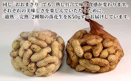 落花生 あんばい農園の完熟・適熟 生落花生 セット 1.7kg 食べ比べ　千ブランド【生落花生 落花生 食べ比べ 豆 つまみ おつまみ】 ピーナッツ 大粒 