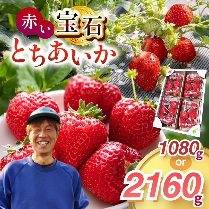 
                  真岡市産 赤い宝石「とちあいか」いちご イチゴ 選べる 1080g or 2160g | 苺 strawberry ストロベリー おいしい 甘い ジューシー 贈答用 プレゼント ご褒美 スイーツ おやつ 高評価 人気 レビュー 栃木県 真岡市 日本一 送料無料
                