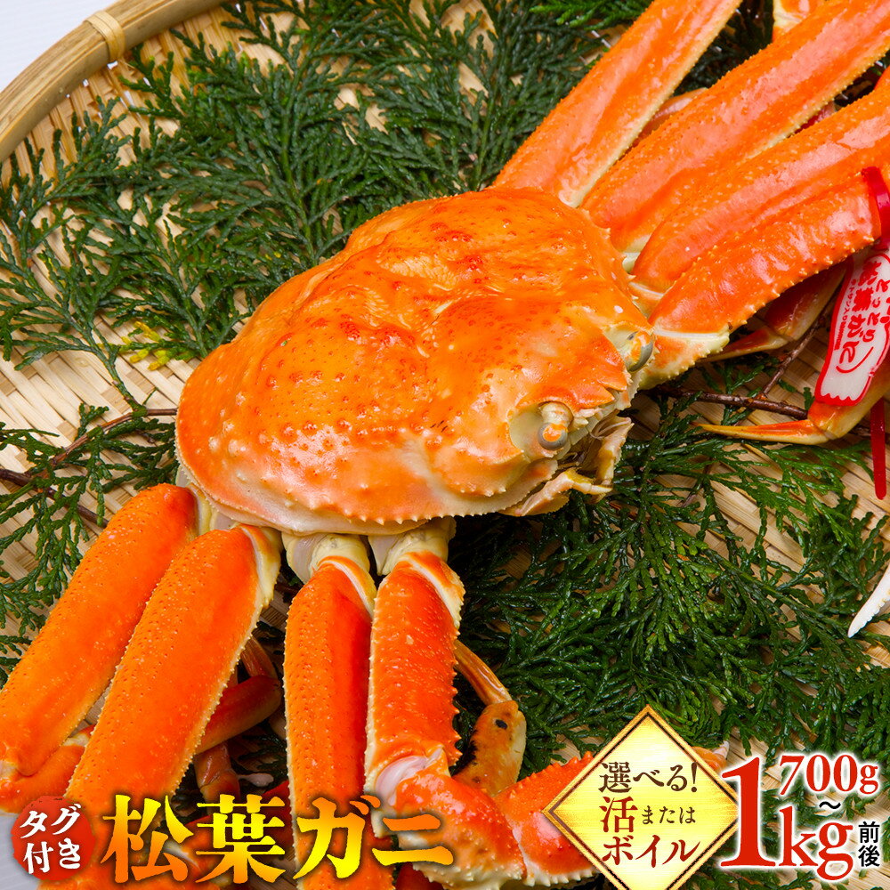 【ふるさと納税】【選べる容量】【活またはボイル】 タグ付き 松葉ガニ 700g 800g 900~1kg前後 ※2025年11月上旬～2026年3月下旬頃に順次発送予定《かに カニ 蟹》 | 蟹 かに 松葉ガニ 松葉蟹 タグ付き 鳥取県産 北栄町 おすすめ 人気