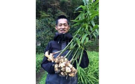 生姜 500g 高知 自然栽培 しょうが ジンジャー
