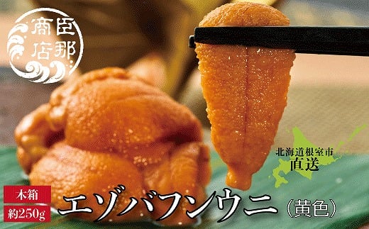D-22001【年内配送可】 エゾバフンウニ(黄色)約250g×1折
