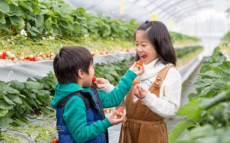 2027年発送！数量限定！佐賀県産いちご さがほのか&いちごさんセット イチゴ 苺：B100-039