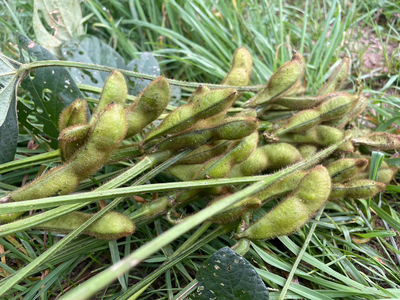 農園 葉菜言葉のおいしい毛豆 2kg 令和7年産｜青森県産 枝豆 ブランド枝豆 おつまみ 大粒豆 けまめ えだまめ 2025年産 [0533]