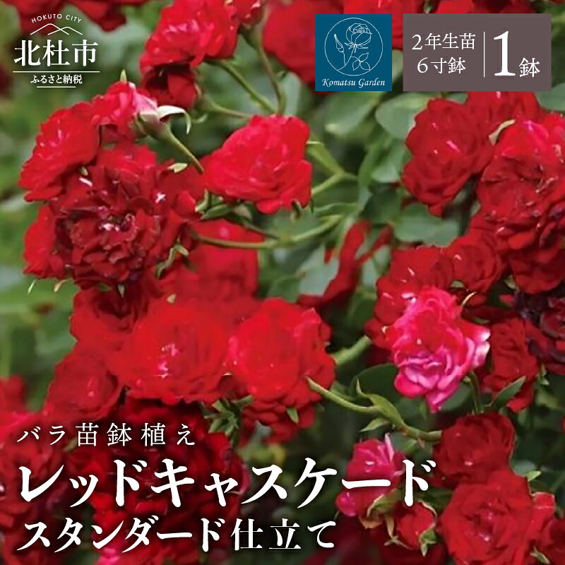 【ふるさと納税】 バラ 苗 鉢植え レッドキャスケード 【2027年2月以降発送】 スタンダードローズ ノイバラ台木 1鉢 6寸鉢 2年生苗 花 返り咲き 四季咲き つる性 ガーデニング 初心者 How to 冊子 母の日 父の日 誕生日 お祝い 記念樹 贈り物 コマツガーデン 送料無料