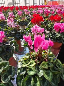 大倉花園のシクラメン（7号）｜秦野の花 クリスマス 観葉植物 シクラメン