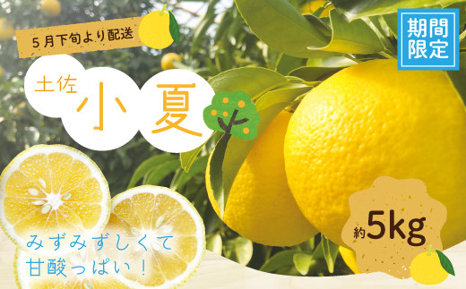 
            小夏 約 5kg 18～30個 高知県産 四万十市産 贈答用 ギフト 【 早期受付 数量限定 】先行 予約 ハウス栽培 こなつ コナツ 柑橘 フルーツ 果物 高知県 高知 四万十市 四万十 しまんと お取り寄せ 【 2026年5月下旬～6月下旬発送】25-1063
          