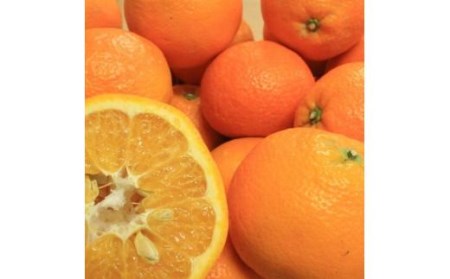 【先行予約】【2025年2月上旬頃発送】玉井農園のいよかん 10kg（3L～Lサイズ） みかん 柑橘 いよかん フルーツ【SSK004_x】