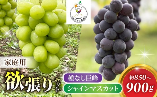 
                  【2026年先行受付】家庭用欲張りセット！（シャインマスカット1～2房・種無し巨峰1～2房）約850～900g※2026年9月上旬以降発送予定【おがわら農園】
                