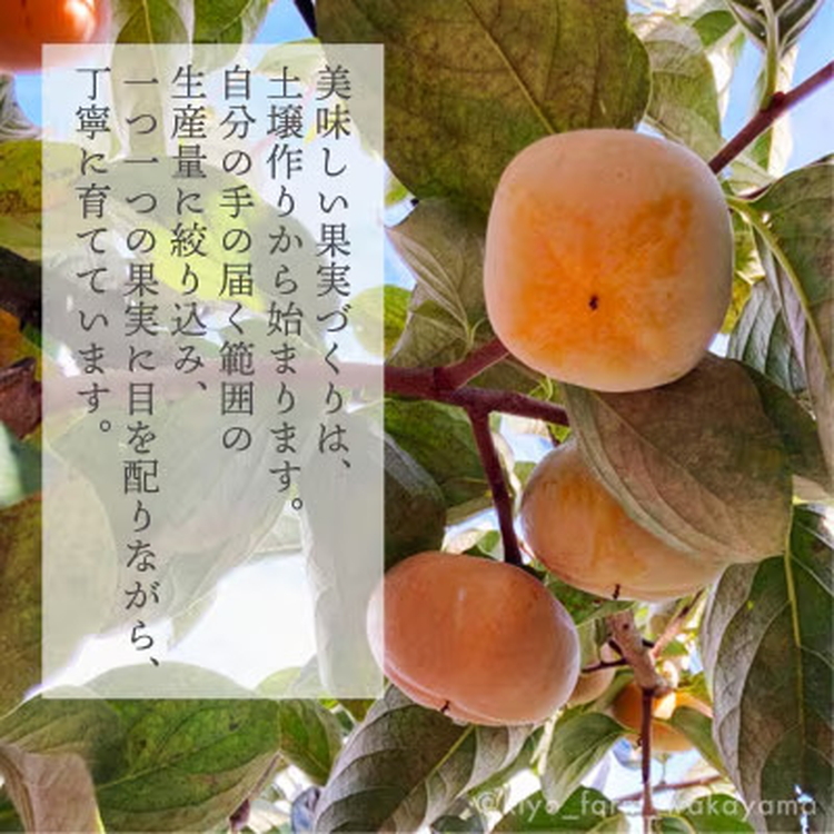 先行受付　柿(種無し)　赤秀品大玉　6個入　約1.8kg ※2025年9月下旬～10月下旬頃に順次発送予定 ※離島への配送不可