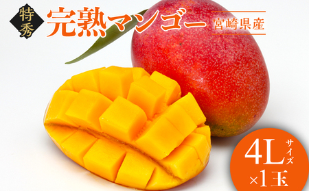 【2026年発送先行予約】《数量・期間限定》完熟！宮崎マンゴー 特秀 大玉4Lサイズ約600g 1玉化粧箱入り マンゴー くだもの 数量限定