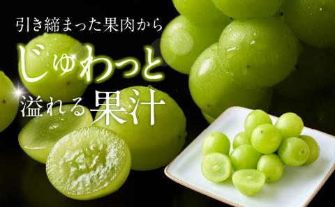 AC126.九州・福岡フルーツ王国より直送.シャインマスカット約1kg／2025年9月配送